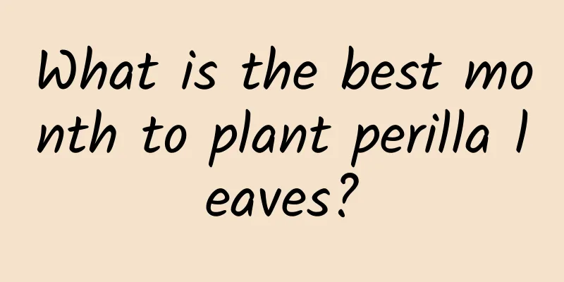 What is the best month to plant perilla leaves?