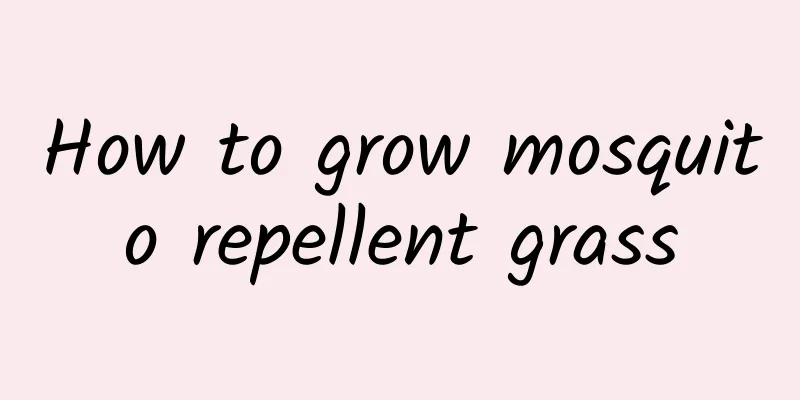 How to grow mosquito repellent grass