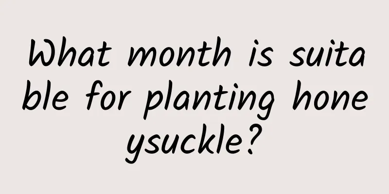 What month is suitable for planting honeysuckle?