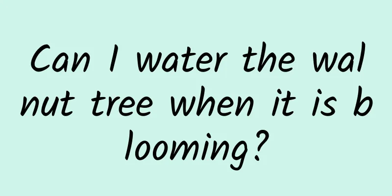 Can I water the walnut tree when it is blooming?