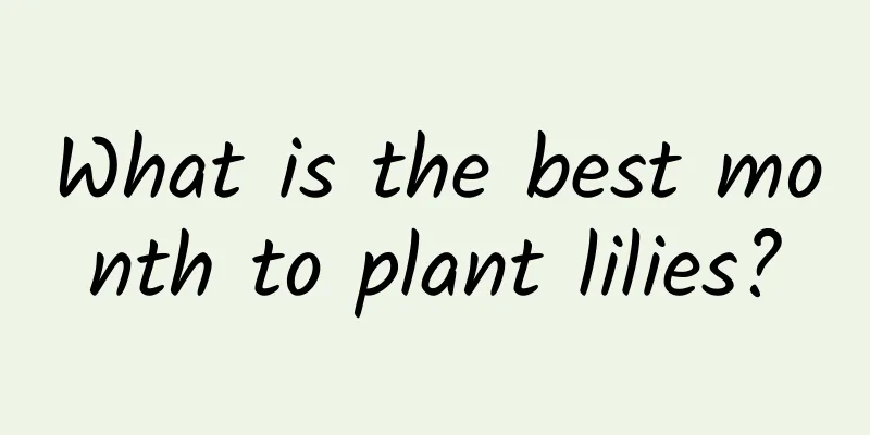 What is the best month to plant lilies?