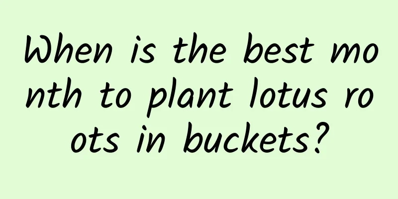 When is the best month to plant lotus roots in buckets?