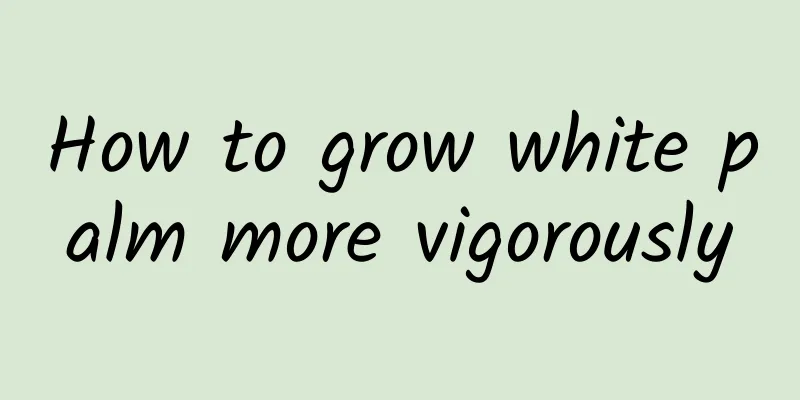 How to grow white palm more vigorously
