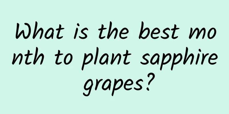 What is the best month to plant sapphire grapes?