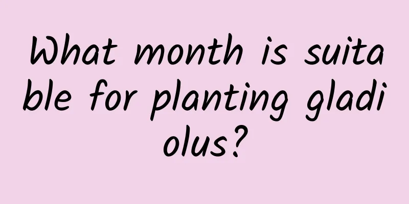 What month is suitable for planting gladiolus?