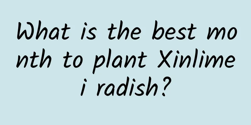 What is the best month to plant Xinlimei radish?