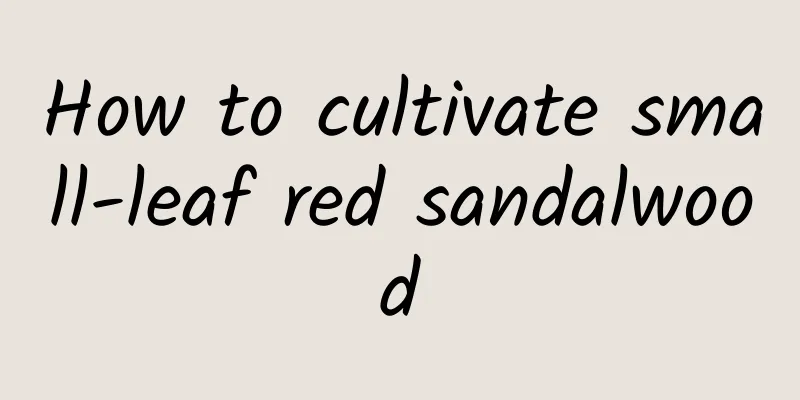 How to cultivate small-leaf red sandalwood