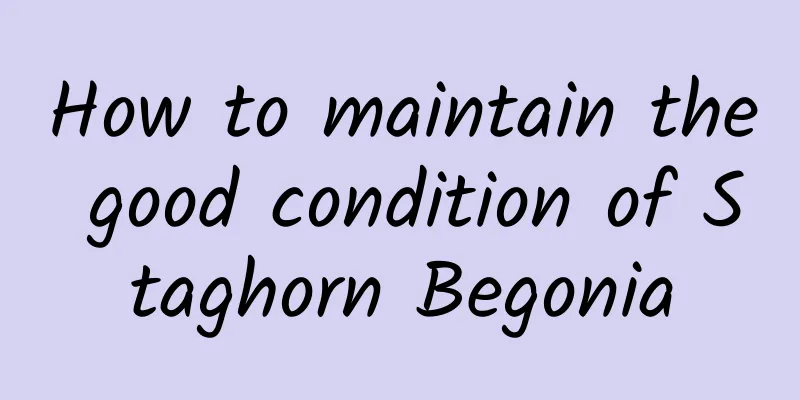 How to maintain the good condition of Staghorn Begonia