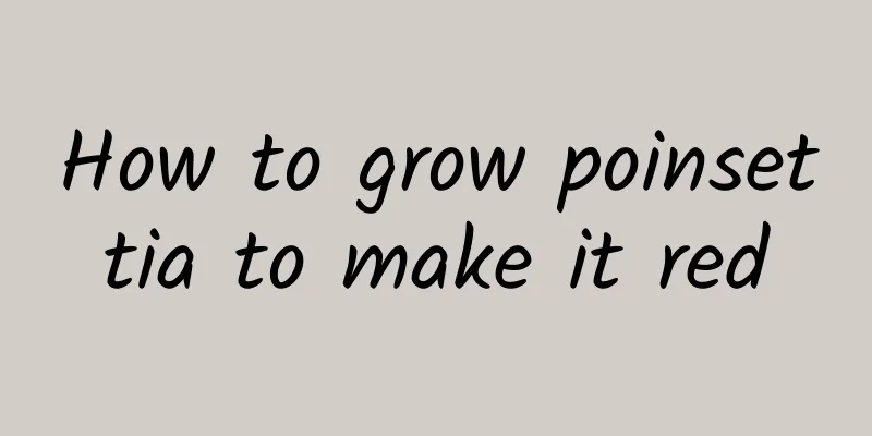 How to grow poinsettia to make it red