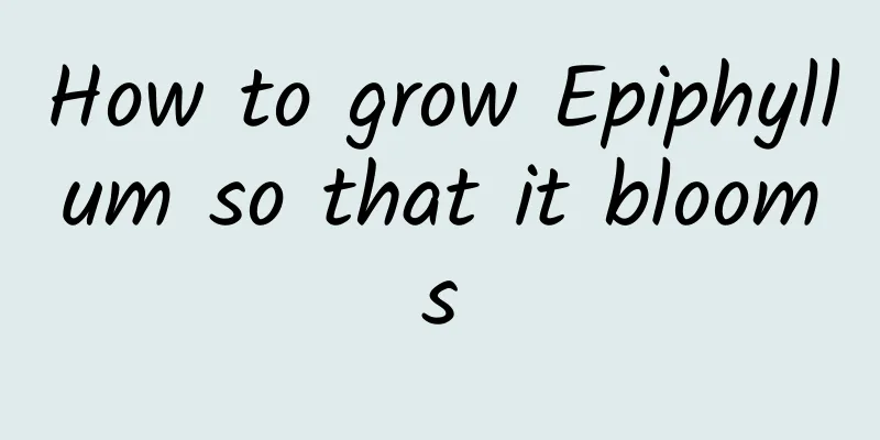 How to grow Epiphyllum so that it blooms