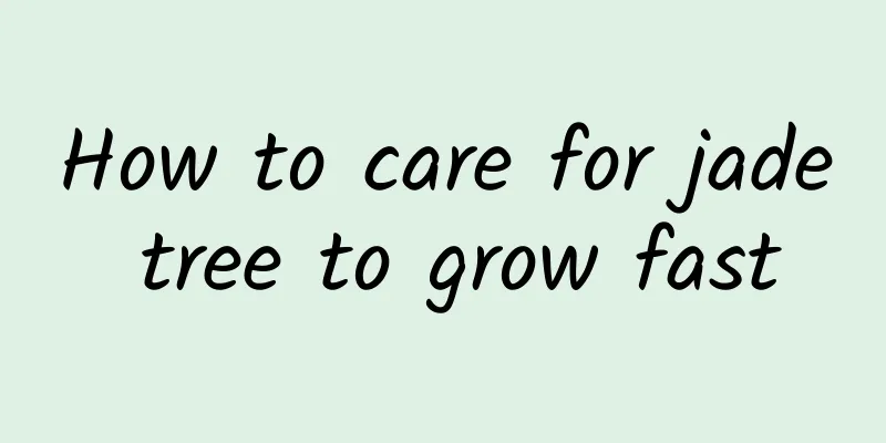 How to care for jade tree to grow fast