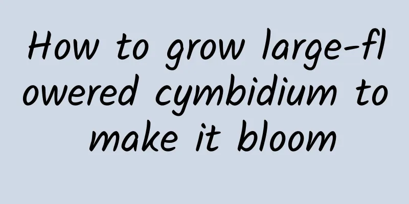 How to grow large-flowered cymbidium to make it bloom