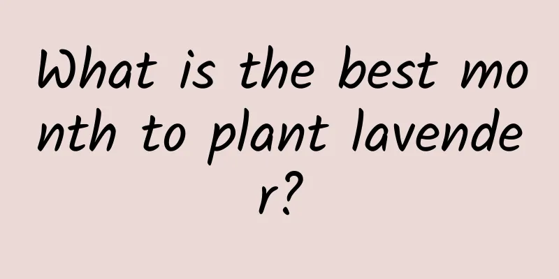 What is the best month to plant lavender?
