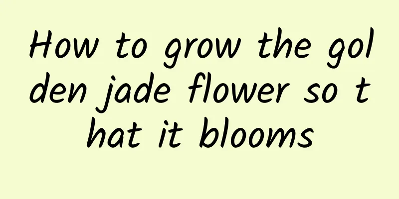 How to grow the golden jade flower so that it blooms