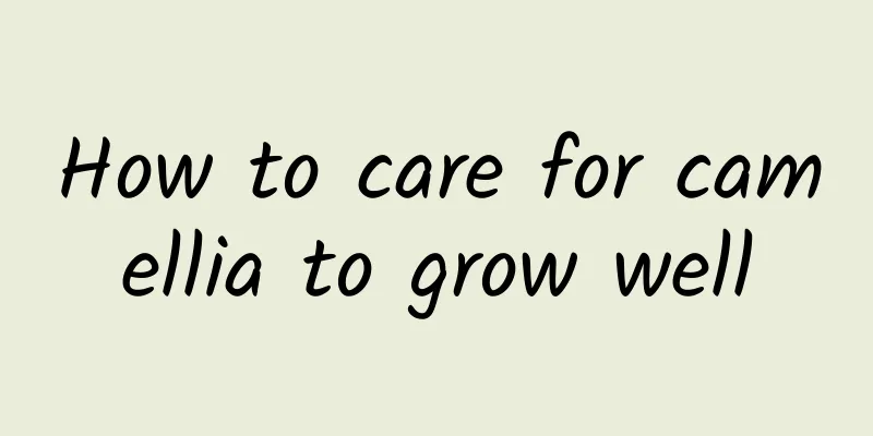 How to care for camellia to grow well