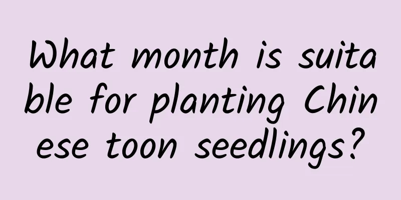 What month is suitable for planting Chinese toon seedlings?
