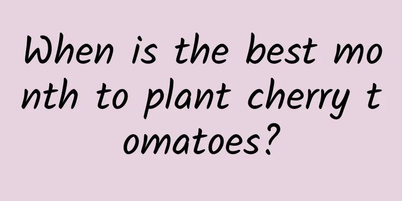 When is the best month to plant cherry tomatoes?