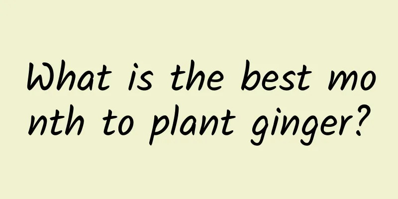 What is the best month to plant ginger?