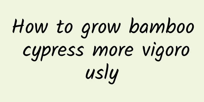 How to grow bamboo cypress more vigorously