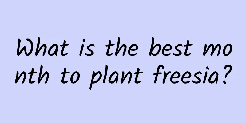 What is the best month to plant freesia?