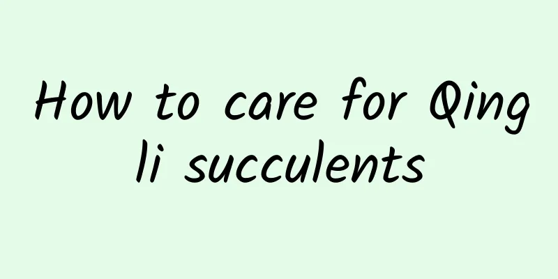 How to care for Qingli succulents