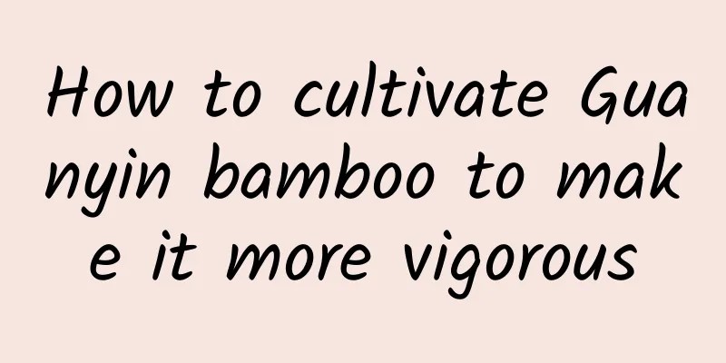 How to cultivate Guanyin bamboo to make it more vigorous