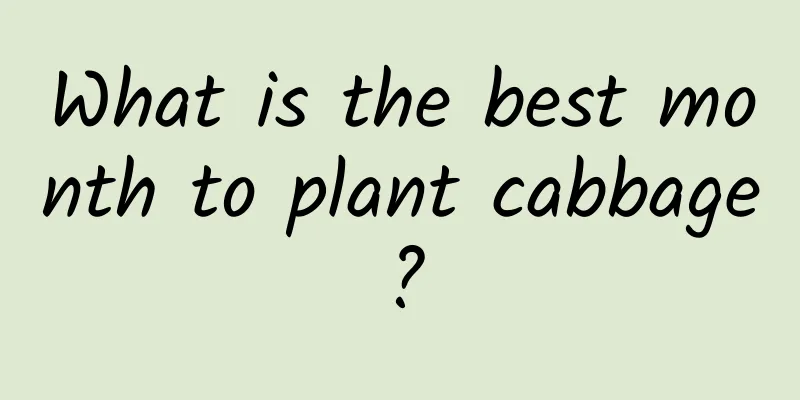 What is the best month to plant cabbage?