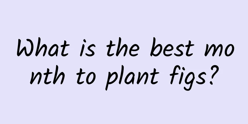 What is the best month to plant figs?