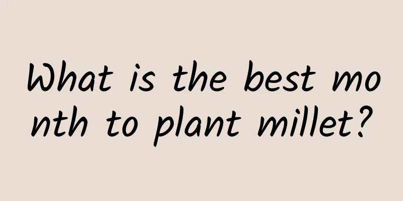 What is the best month to plant millet?