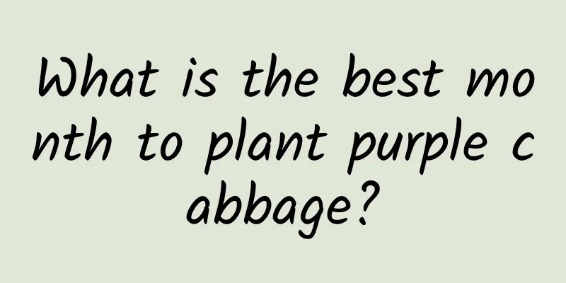 What is the best month to plant purple cabbage?