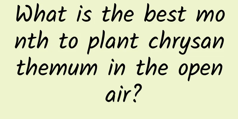 What is the best month to plant chrysanthemum in the open air?