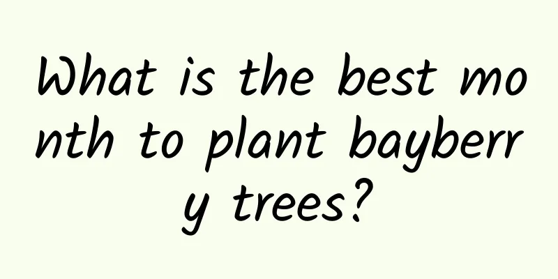 What is the best month to plant bayberry trees?