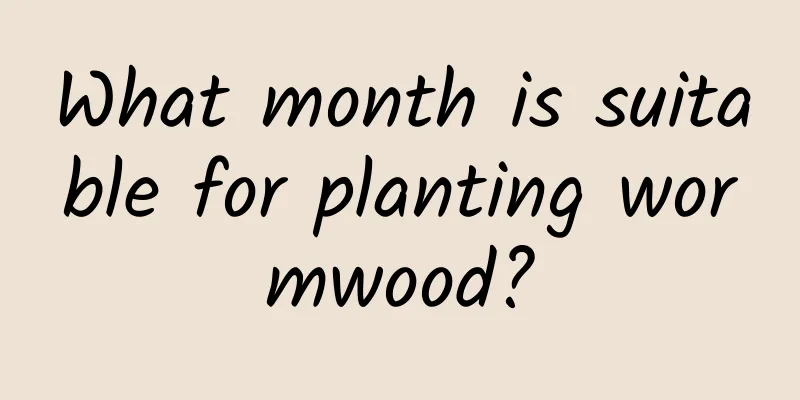 What month is suitable for planting wormwood?