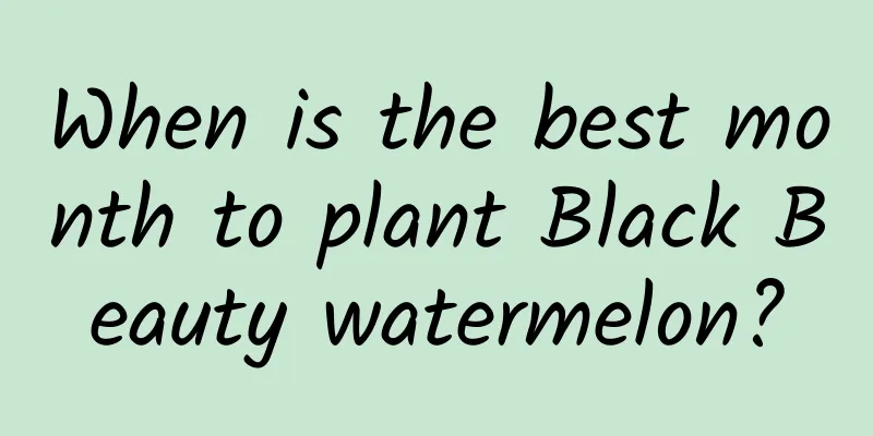 When is the best month to plant Black Beauty watermelon?