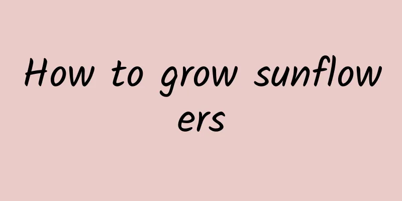 How to grow sunflowers