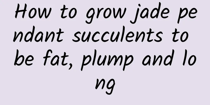 How to grow jade pendant succulents to be fat, plump and long