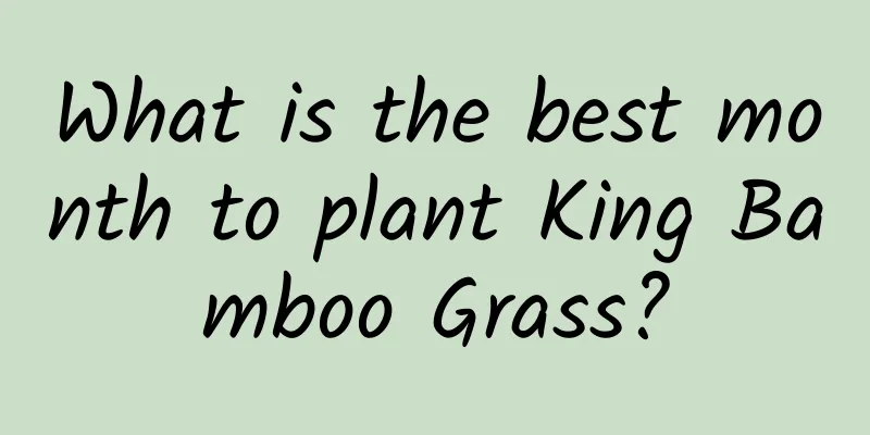 What is the best month to plant King Bamboo Grass?