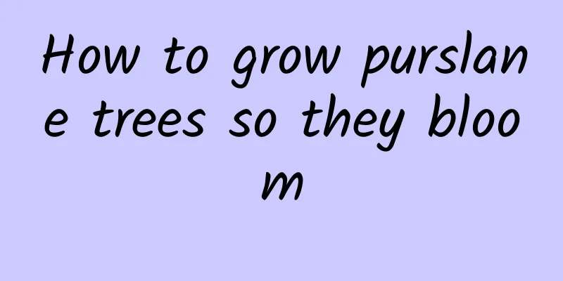 How to grow purslane trees so they bloom