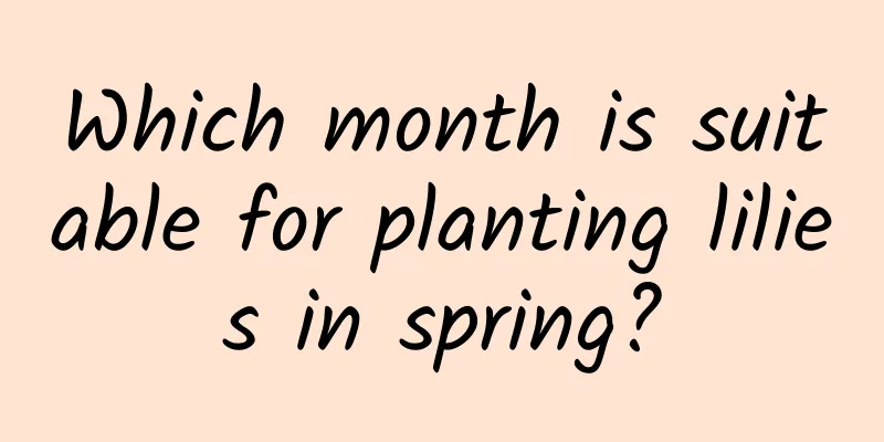 Which month is suitable for planting lilies in spring?