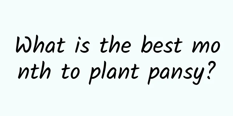 What is the best month to plant pansy?