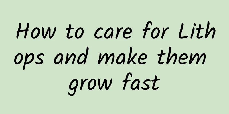 How to care for Lithops and make them grow fast