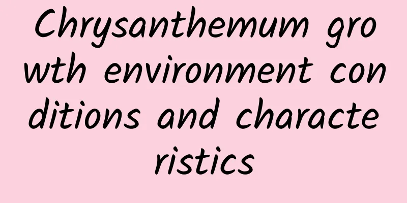 Chrysanthemum growth environment conditions and characteristics