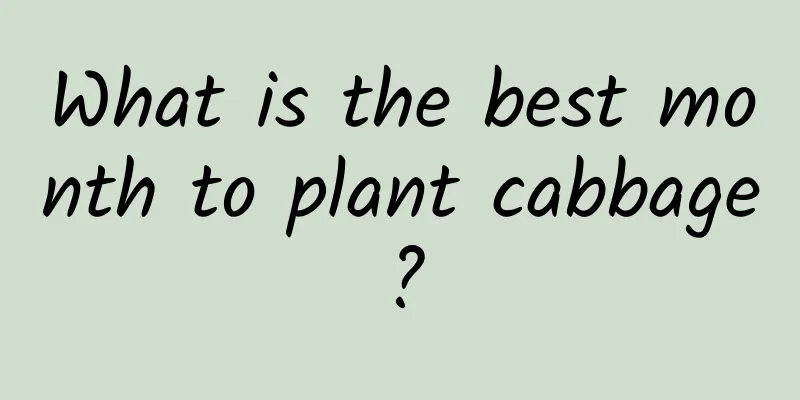 What is the best month to plant cabbage?