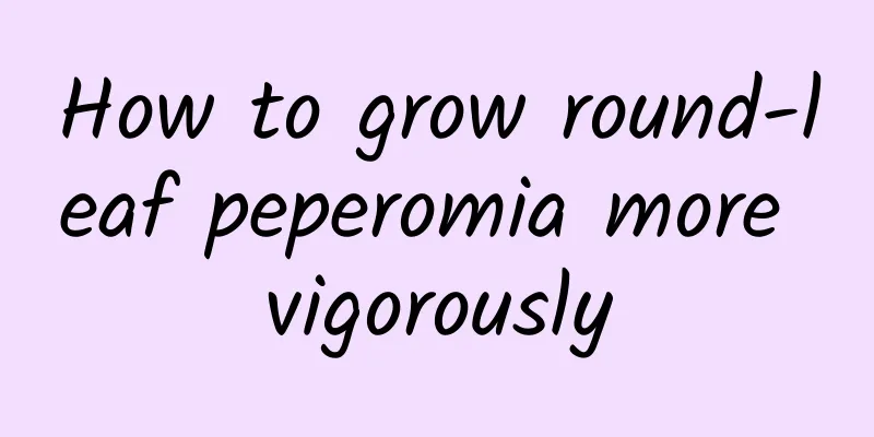 How to grow round-leaf peperomia more vigorously