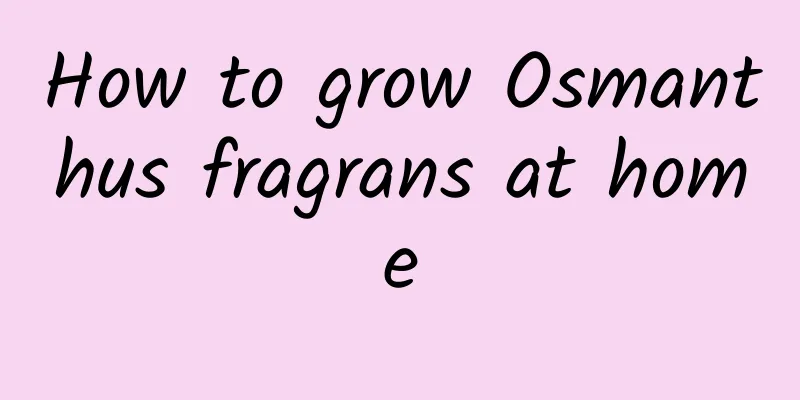 How to grow Osmanthus fragrans at home