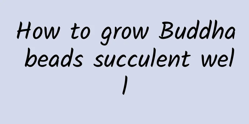How to grow Buddha beads succulent well
