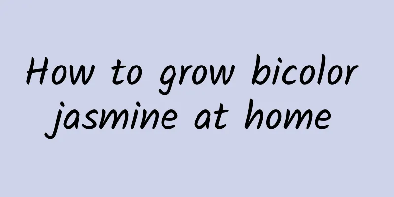 How to grow bicolor jasmine at home