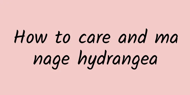 How to care and manage hydrangea