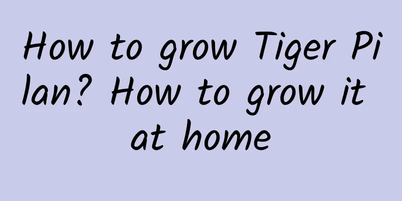 How to grow Tiger Pilan? How to grow it at home