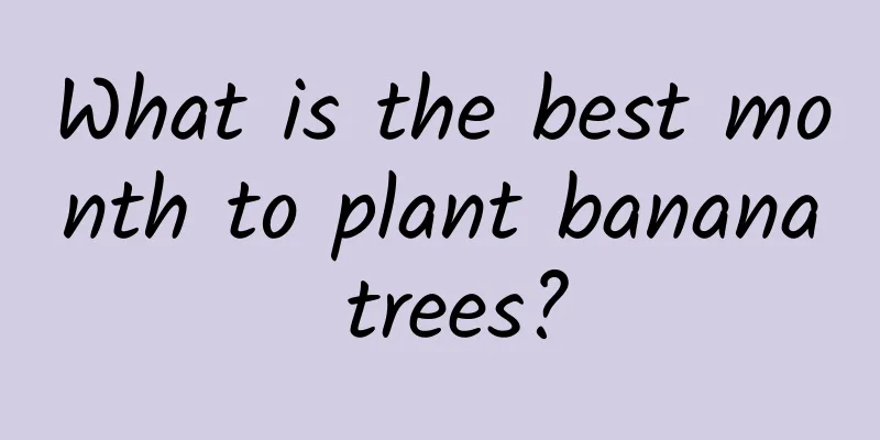 What is the best month to plant banana trees?